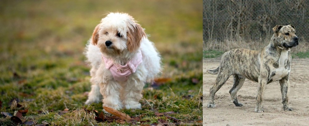 Perro de Presa Mallorquin vs West Highland White Terrier - Breed Comparison