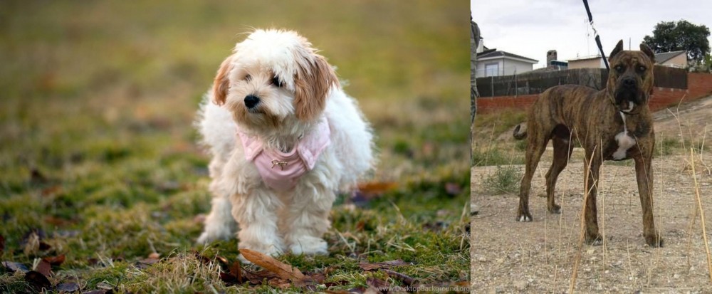 Perro de Toro vs West Highland White Terrier - Breed Comparison