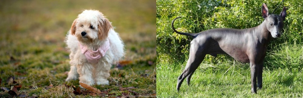 Peruvian Hairless vs West Highland White Terrier - Breed Comparison