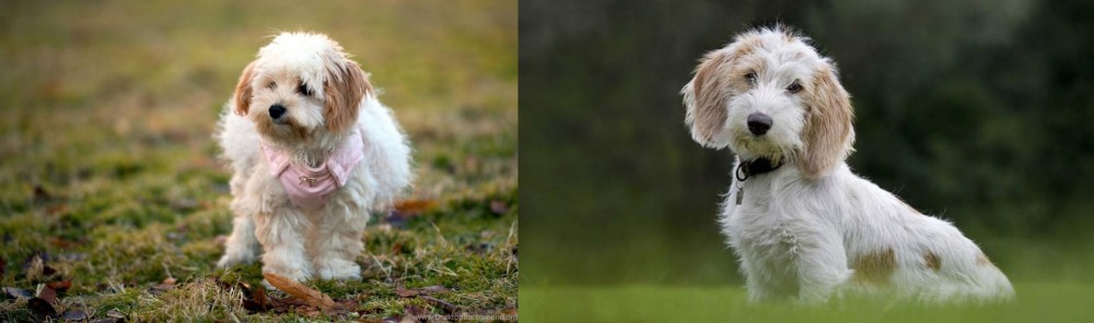 Petit Basset Griffon Vendeen vs West Highland White Terrier - Breed Comparison