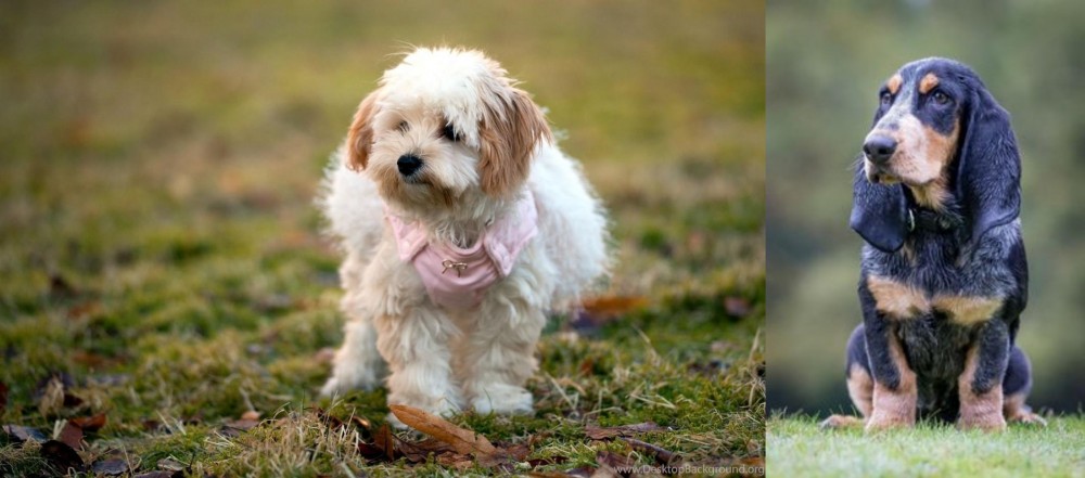 Petit Bleu de Gascogne vs West Highland White Terrier - Breed Comparison