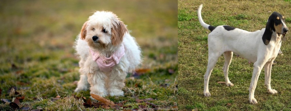 Petit Gascon Saintongeois vs West Highland White Terrier - Breed Comparison