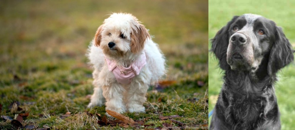 Picardy Spaniel vs West Highland White Terrier - Breed Comparison
