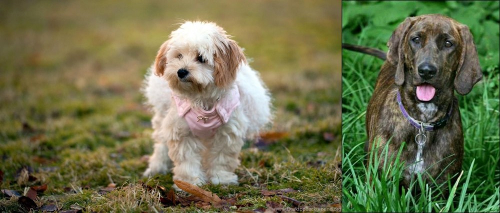 Plott Hound vs West Highland White Terrier - Breed Comparison