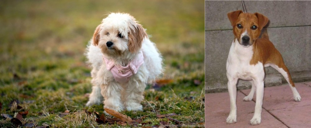 Plummer Terrier vs West Highland White Terrier - Breed Comparison