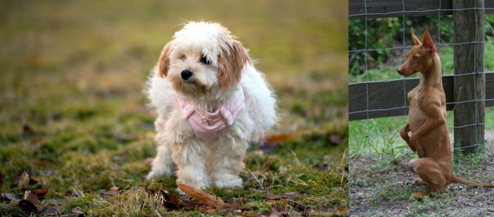 Podenco Andaluz vs West Highland White Terrier - Breed Comparison