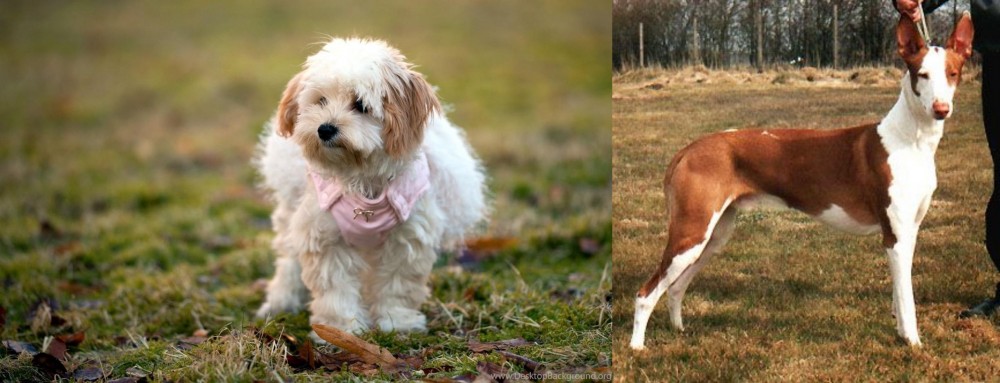 Podenco Canario vs West Highland White Terrier - Breed Comparison