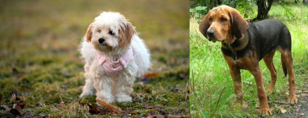 Polish Hound vs West Highland White Terrier - Breed Comparison