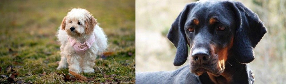 Polish Hunting Dog vs West Highland White Terrier - Breed Comparison