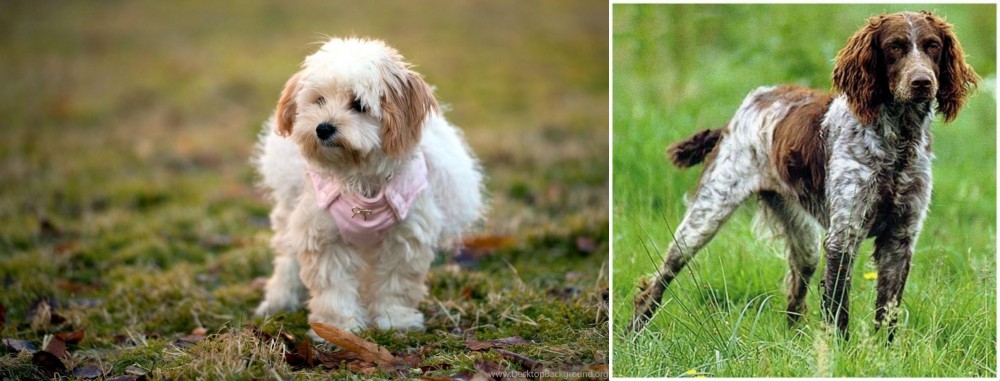 Pont-Audemer Spaniel vs West Highland White Terrier - Breed Comparison