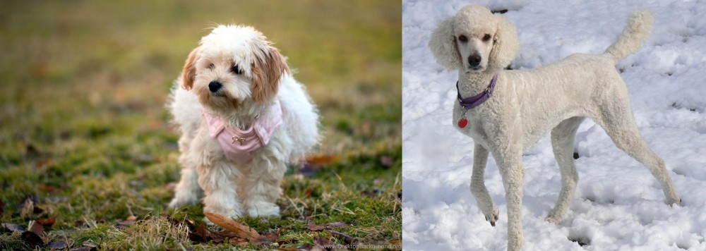Poodle vs West Highland White Terrier - Breed Comparison