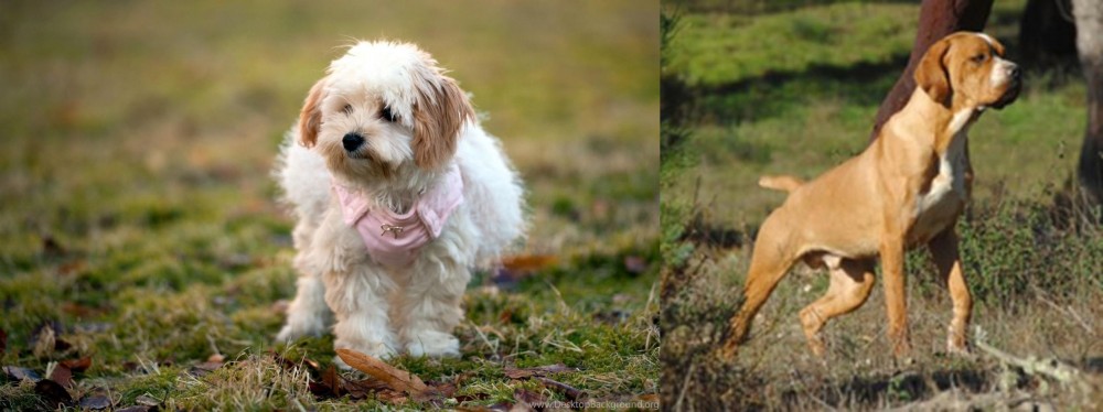 Portuguese Pointer vs West Highland White Terrier - Breed Comparison