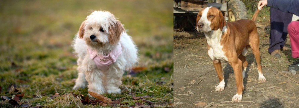Posavac Hound vs West Highland White Terrier - Breed Comparison