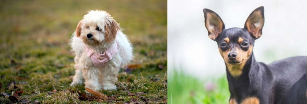 Prazsky Krysarik vs West Highland White Terrier - Breed Comparison