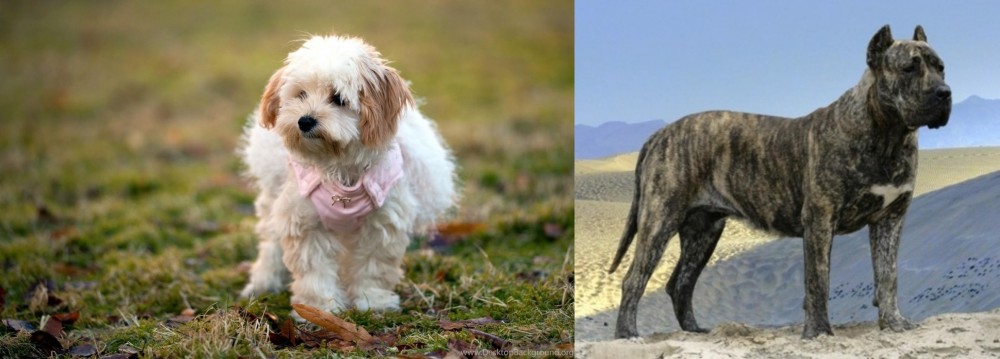 Presa Canario vs West Highland White Terrier - Breed Comparison
