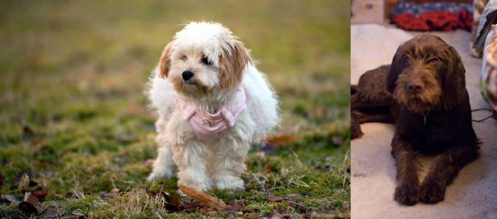 Pudelpointer vs West Highland White Terrier - Breed Comparison