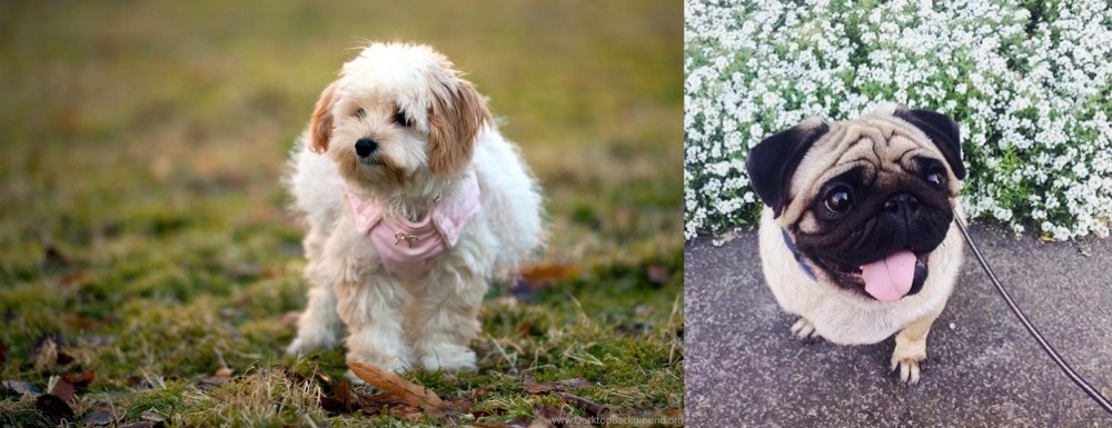 Pug vs West Highland White Terrier - Breed Comparison