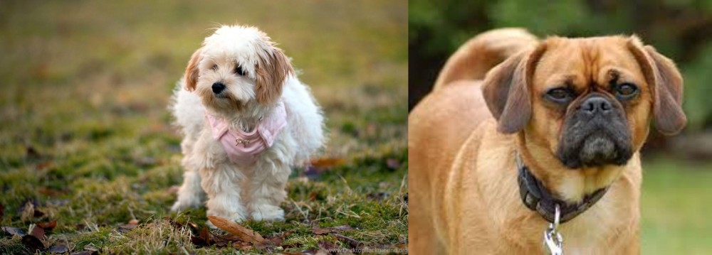 Pugalier vs West Highland White Terrier - Breed Comparison