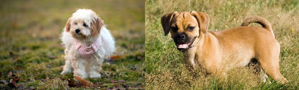 Puggle vs West Highland White Terrier - Breed Comparison