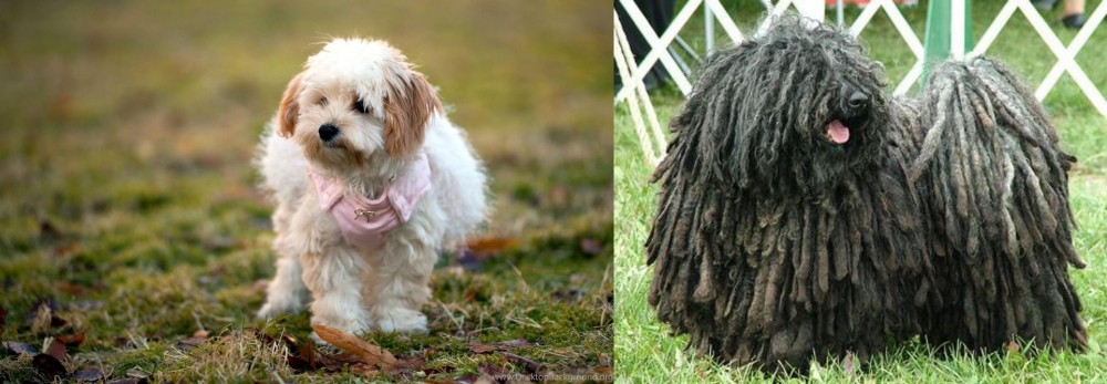 Puli vs West Highland White Terrier - Breed Comparison