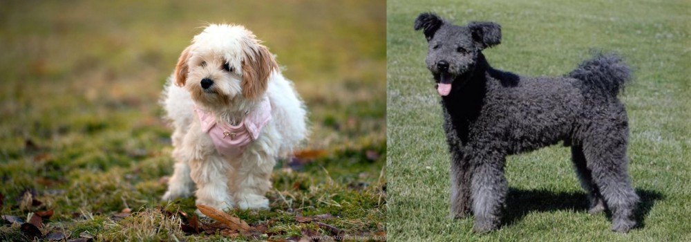 Pumi vs West Highland White Terrier - Breed Comparison