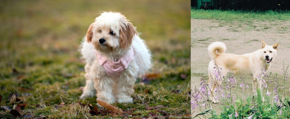 Pungsan Dog vs West Highland White Terrier - Breed Comparison