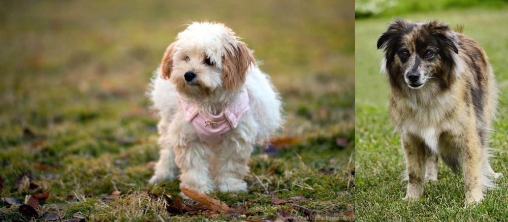 Pyrenean Shepherd vs West Highland White Terrier - Breed Comparison