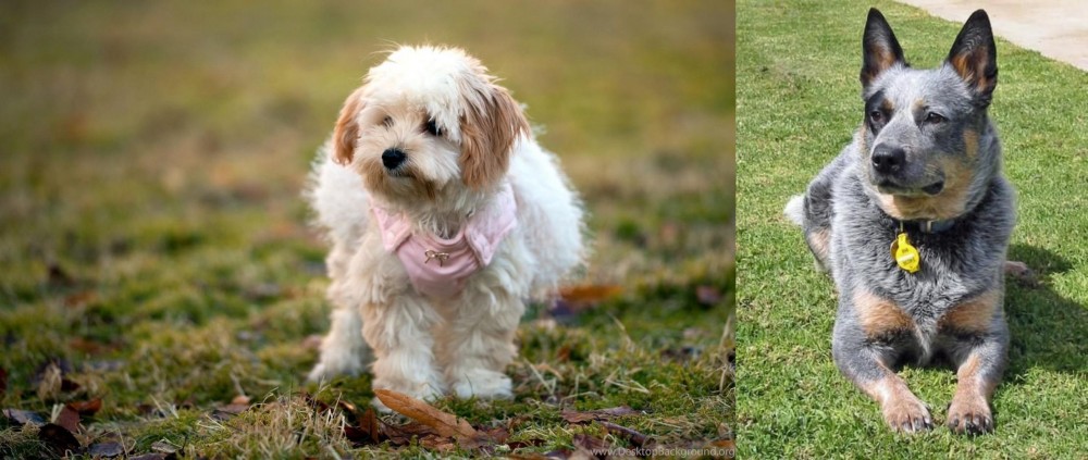 Queensland Heeler vs West Highland White Terrier - Breed Comparison