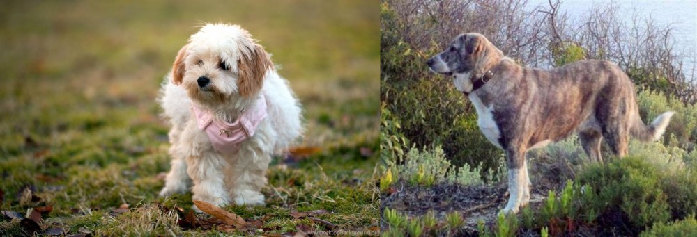 Rafeiro do Alentejo vs West Highland White Terrier - Breed Comparison