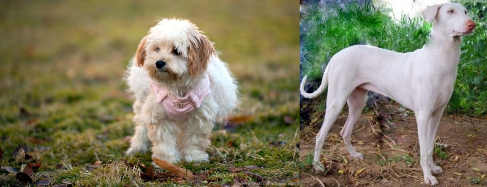 Rajapalayam vs West Highland White Terrier - Breed Comparison