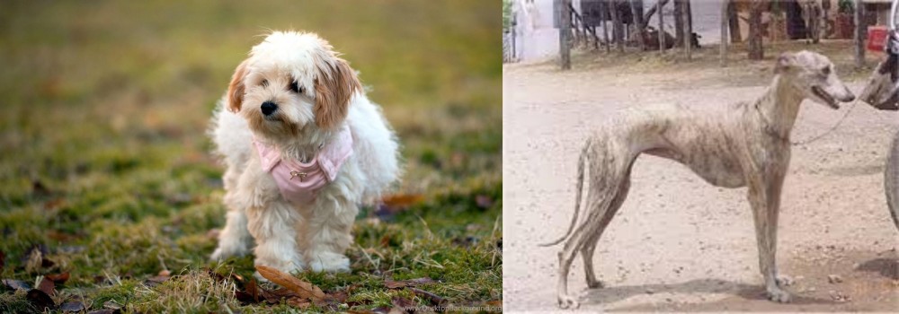 Rampur Greyhound vs West Highland White Terrier - Breed Comparison