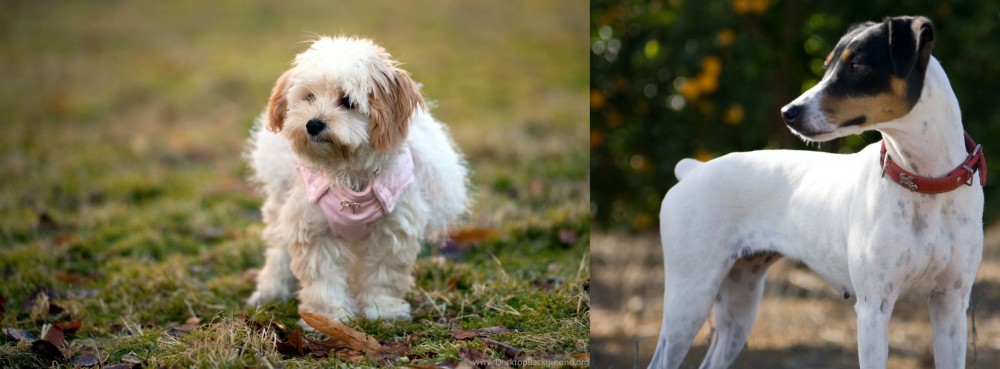Ratonero Bodeguero Andaluz vs West Highland White Terrier - Breed Comparison