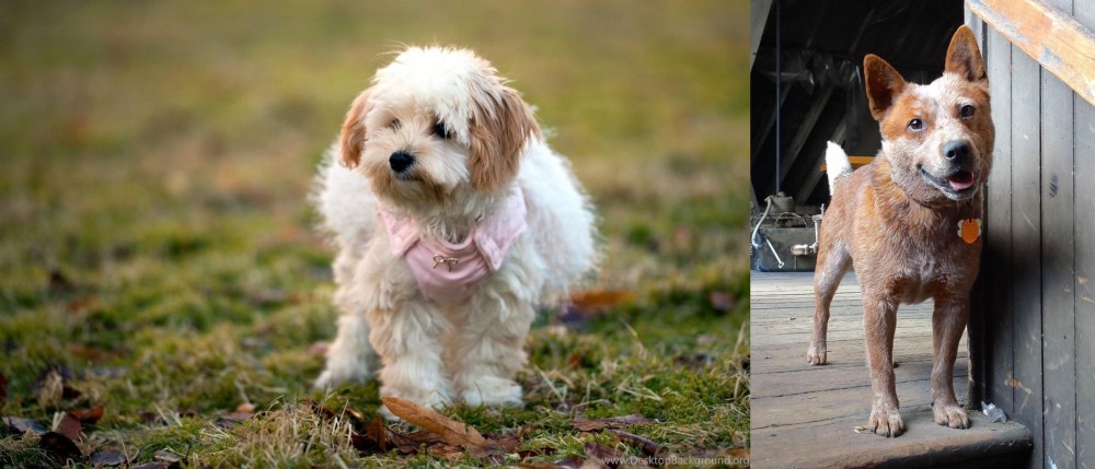 Red Heeler vs West Highland White Terrier - Breed Comparison