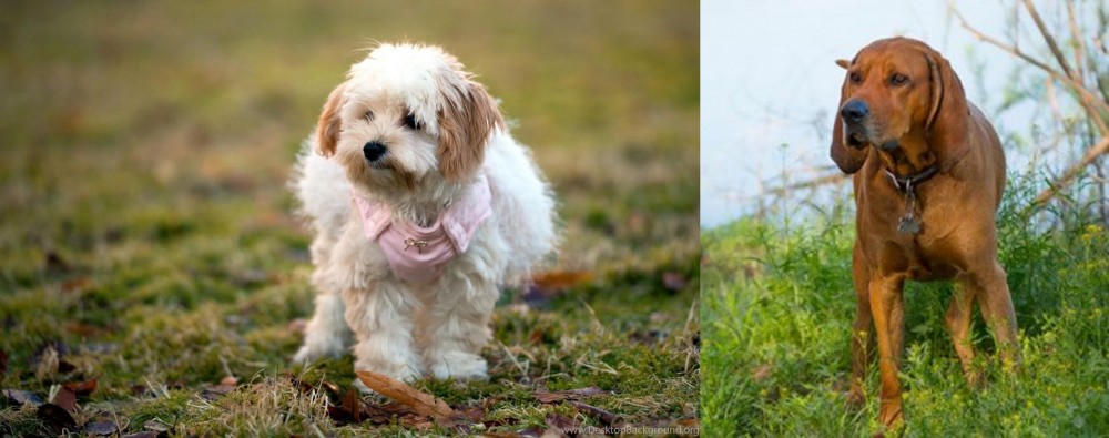 Redbone Coonhound vs West Highland White Terrier - Breed Comparison