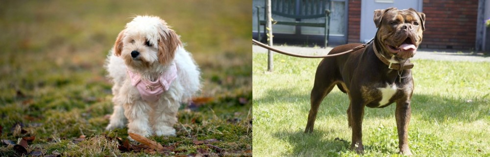 Renascence Bulldogge vs West Highland White Terrier - Breed Comparison