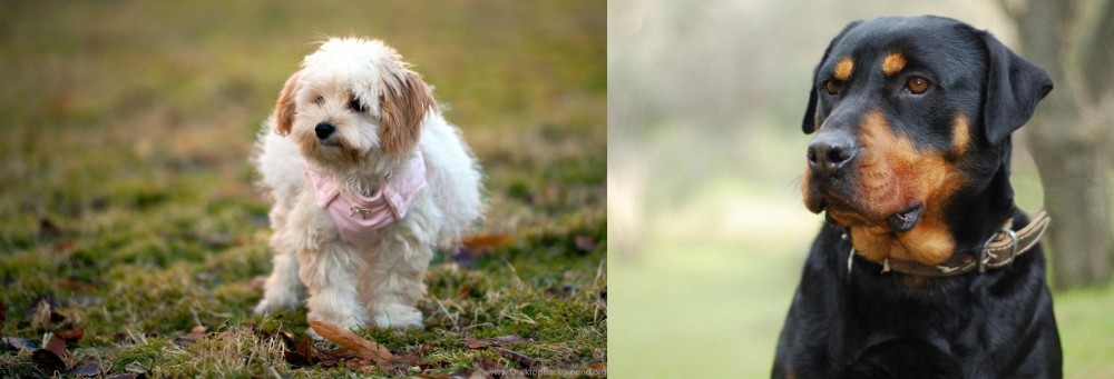 Rottweiler vs West Highland White Terrier - Breed Comparison
