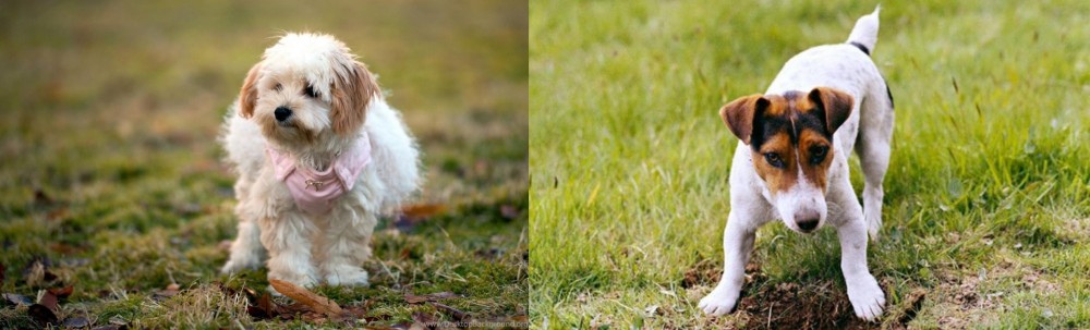 Russell Terrier vs West Highland White Terrier - Breed Comparison