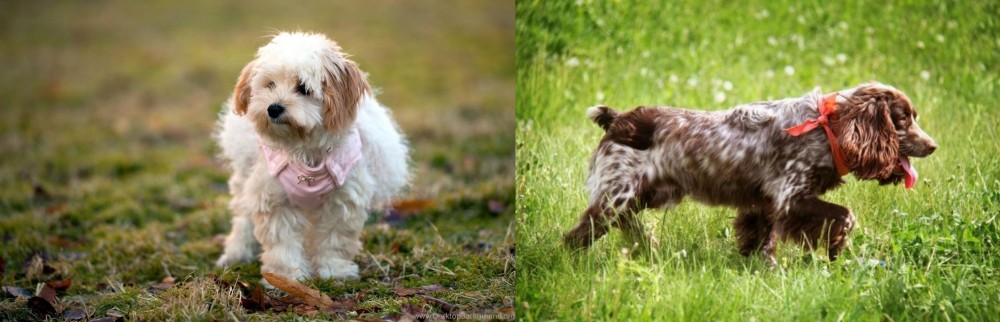 Russian Spaniel vs West Highland White Terrier - Breed Comparison