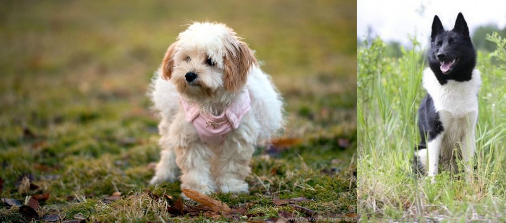 Russo-European Laika vs West Highland White Terrier - Breed Comparison