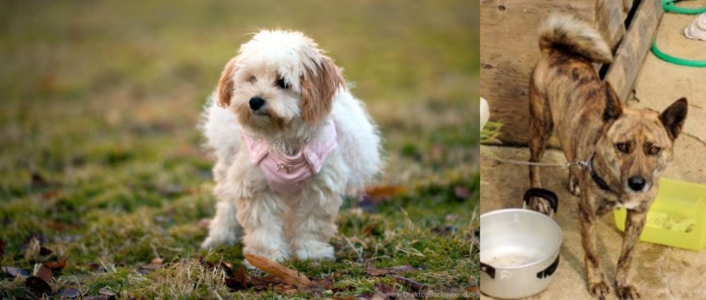 Ryukyu Inu vs West Highland White Terrier - Breed Comparison