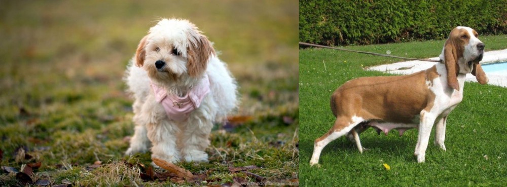Sabueso Espanol vs West Highland White Terrier - Breed Comparison