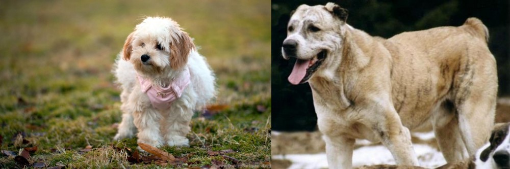 Sage Koochee vs West Highland White Terrier - Breed Comparison