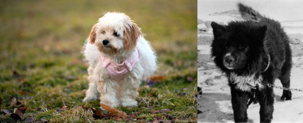 Sakhalin Husky vs West Highland White Terrier - Breed Comparison