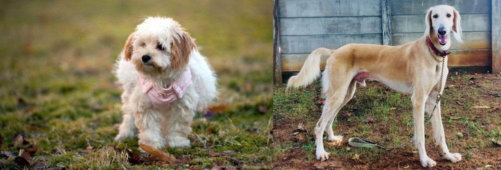 Saluki vs West Highland White Terrier - Breed Comparison