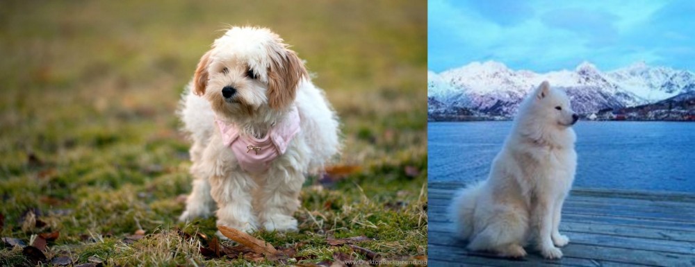 Samoyed vs West Highland White Terrier - Breed Comparison