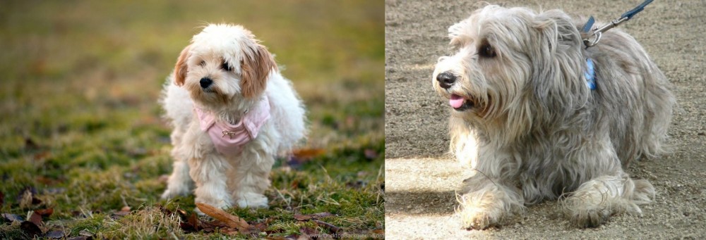 Sapsali vs West Highland White Terrier - Breed Comparison