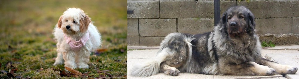 Sarplaninac vs West Highland White Terrier - Breed Comparison