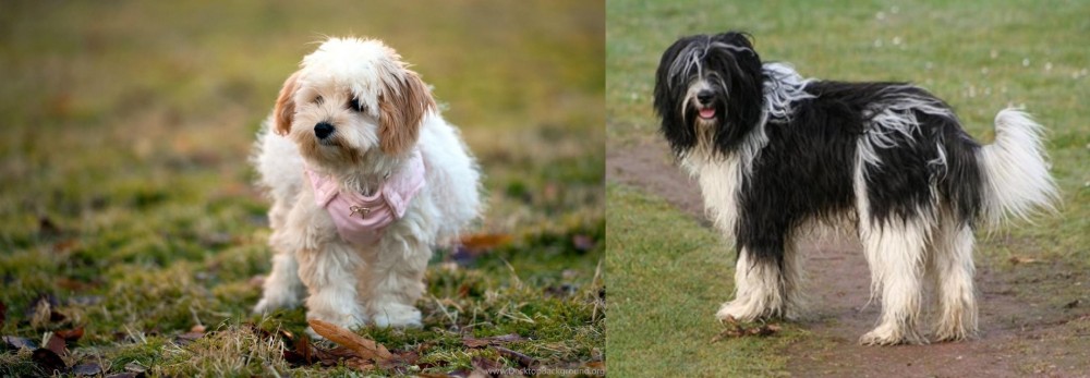 Schapendoes vs West Highland White Terrier - Breed Comparison