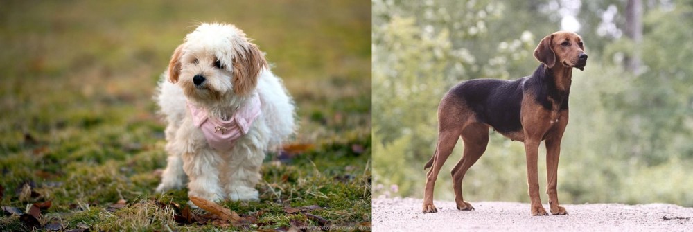 Schillerstovare vs West Highland White Terrier - Breed Comparison