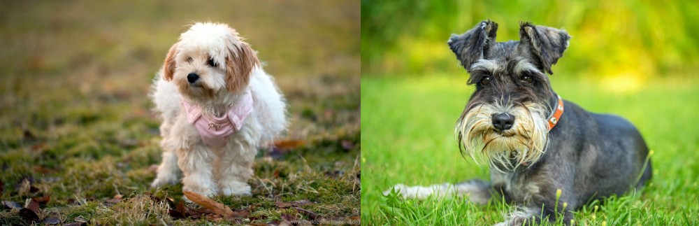 Schnauzer vs West Highland White Terrier - Breed Comparison